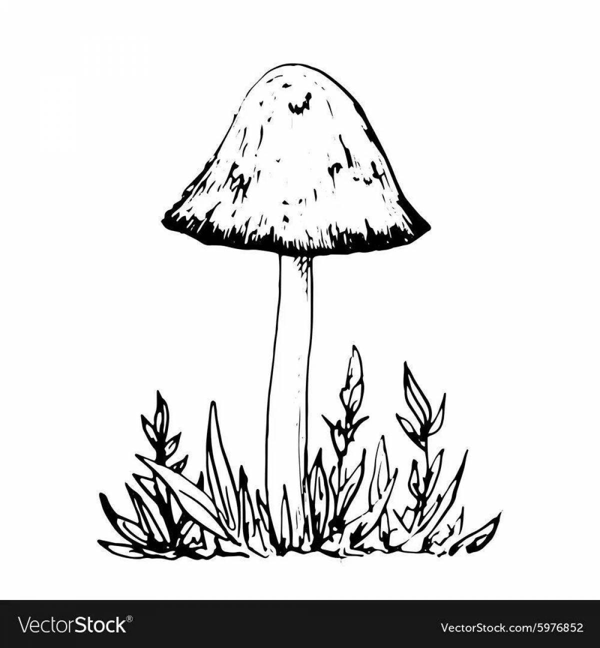 Shiny toadstool mushrooms