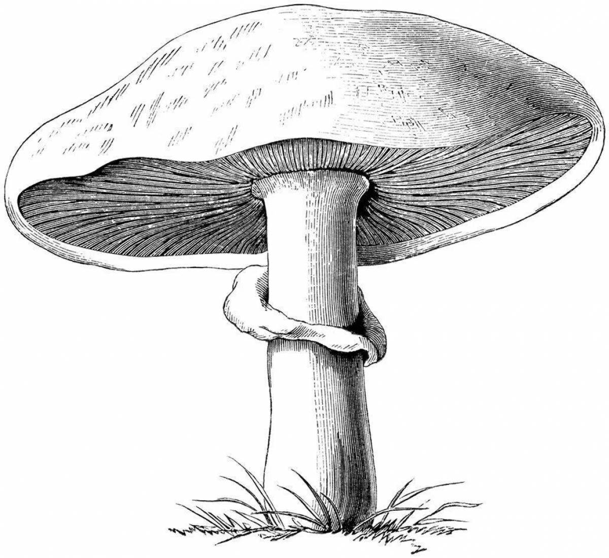 Игристые грибы-поганки