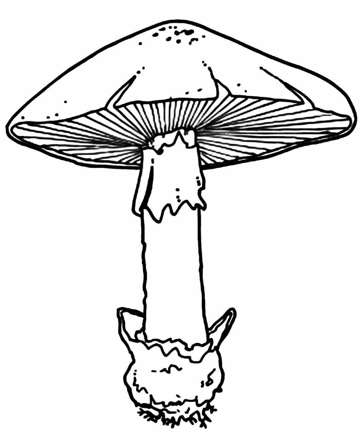 Radiant toadstool mushrooms