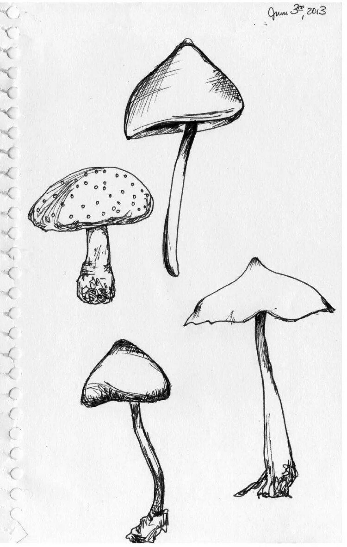 Exquisite toadstool mushrooms