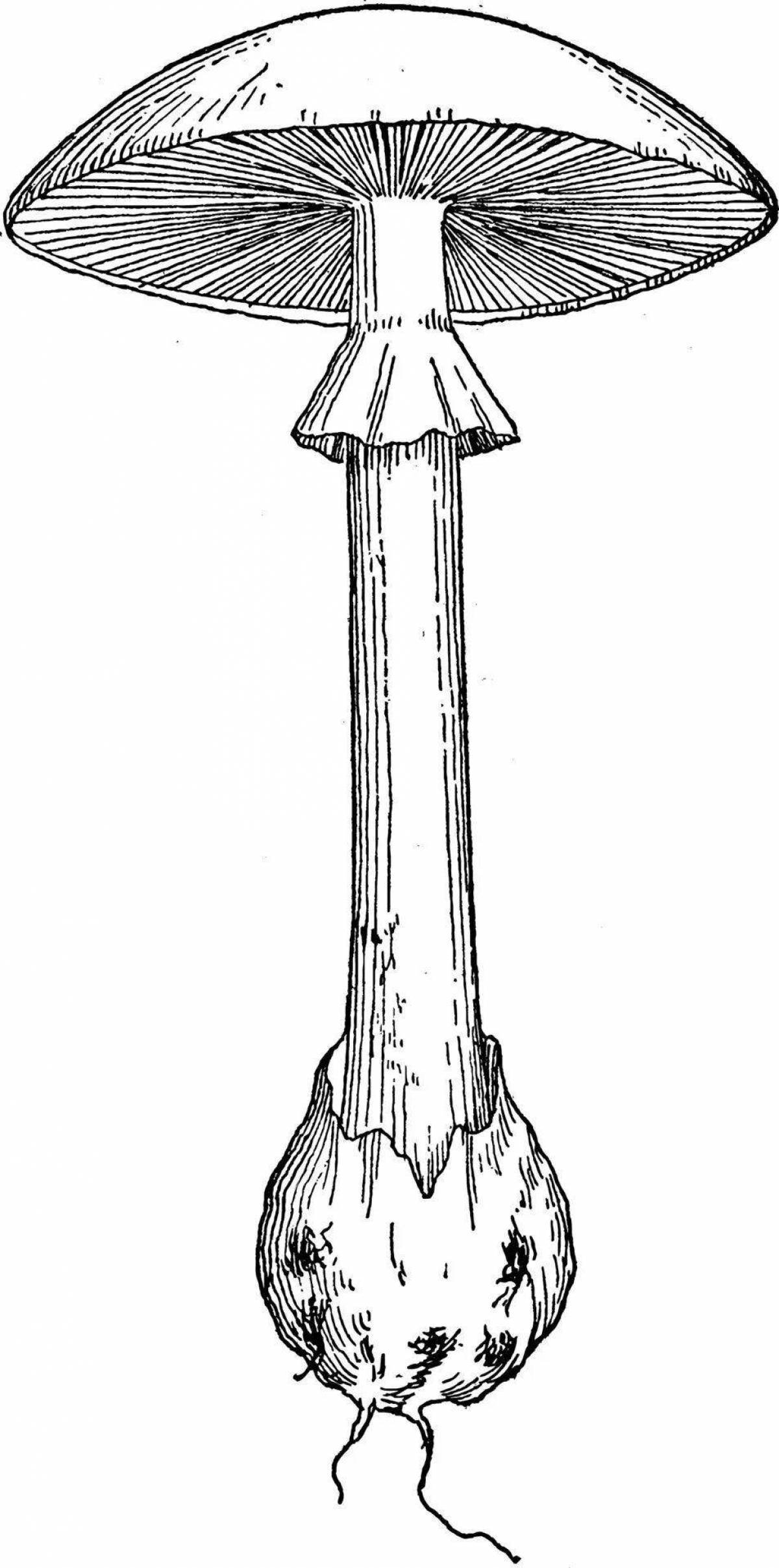 Photo Terrific toadstool mushrooms