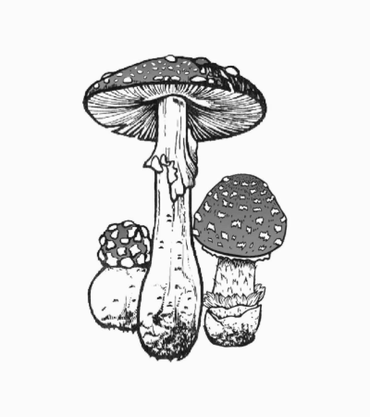 Dreamy toadstool mushrooms