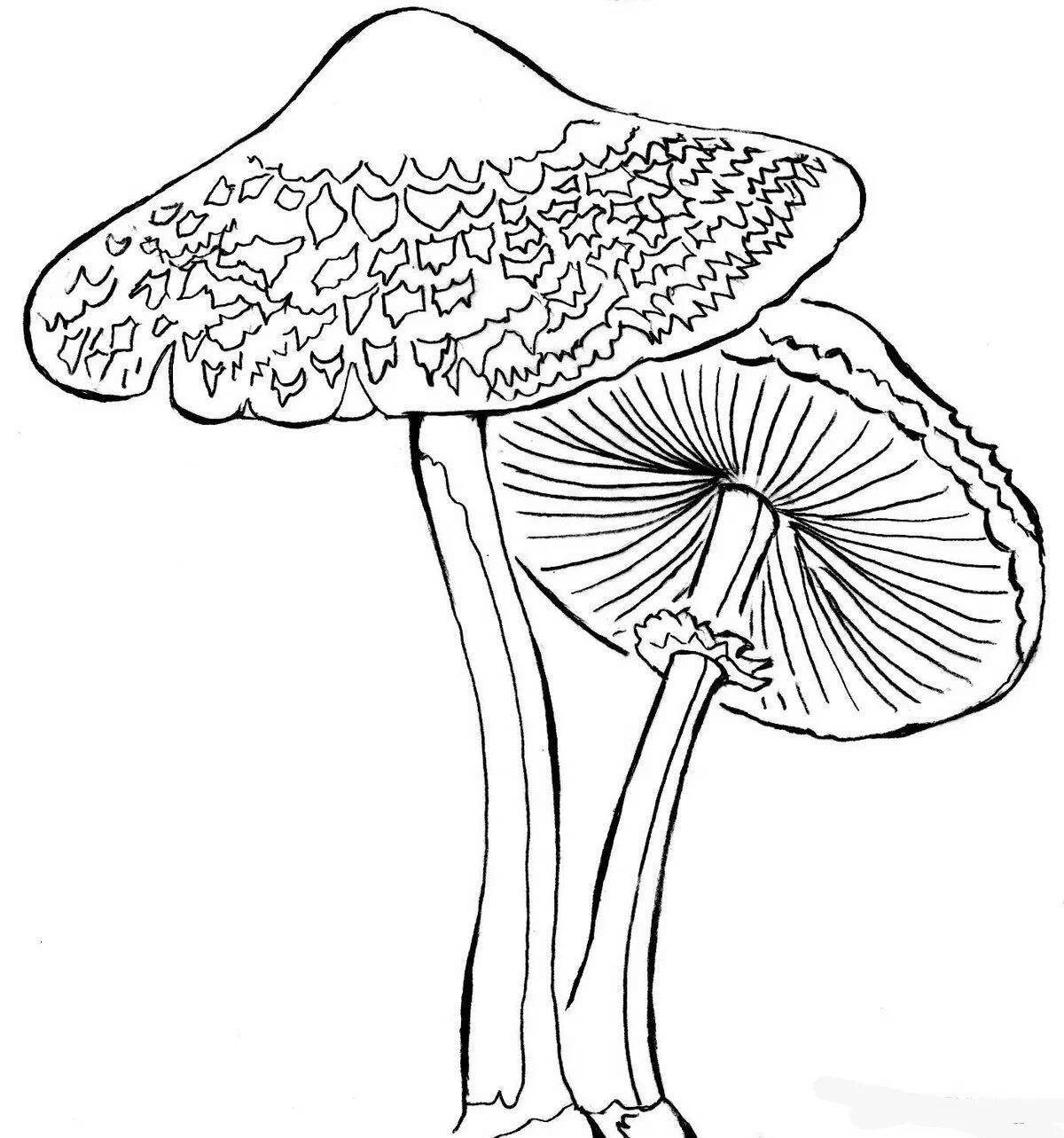 Dazzling toadstool mushrooms