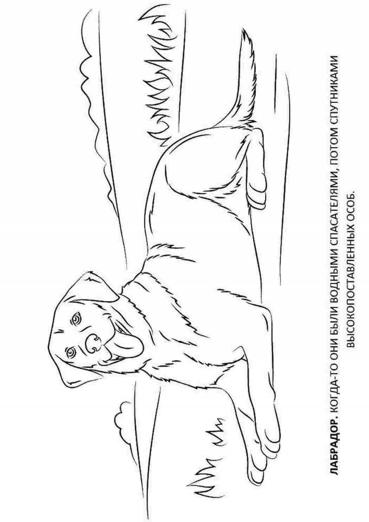 Adorable labrador puppy