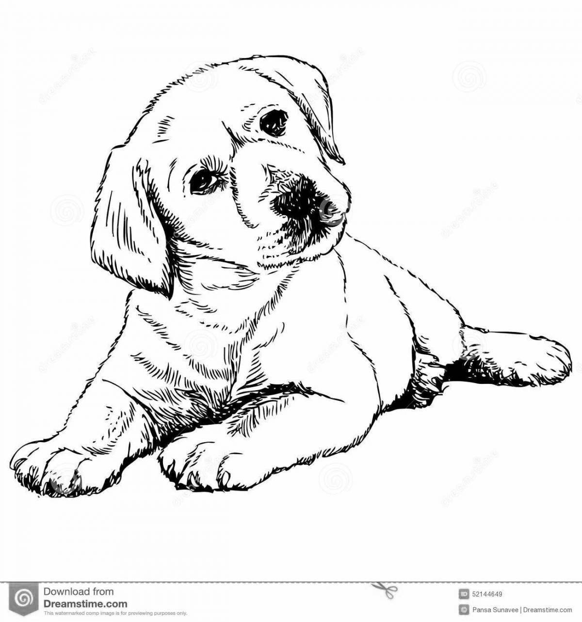 Coloring page playful labrador puppy