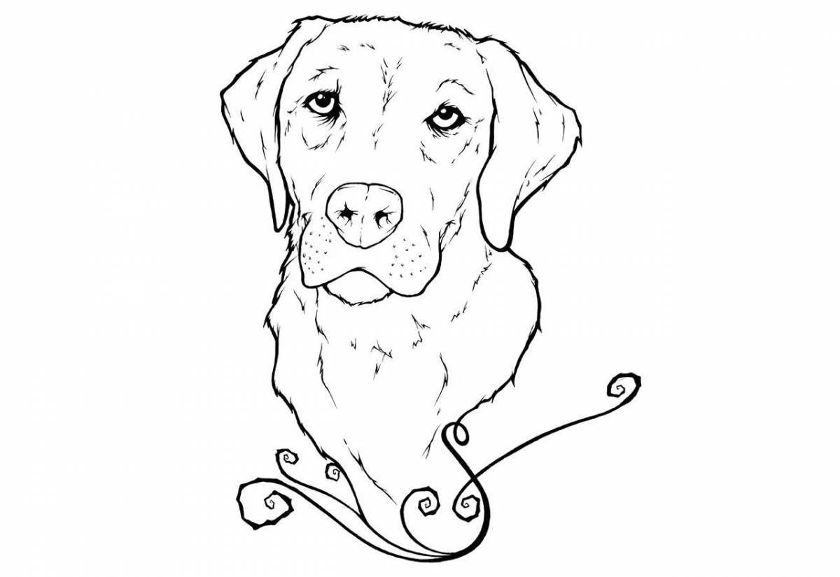 Colouring fluffy labrador puppy