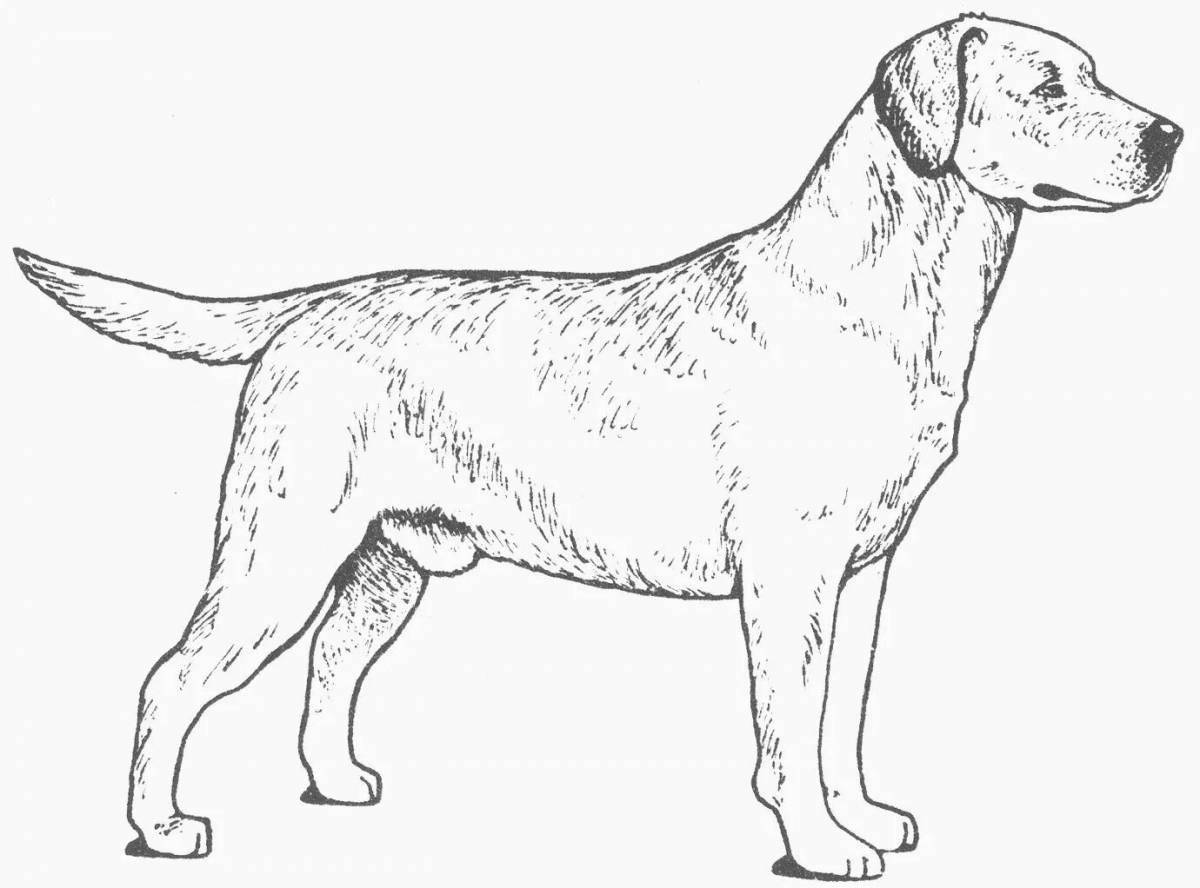 Labrador puppy coloring page