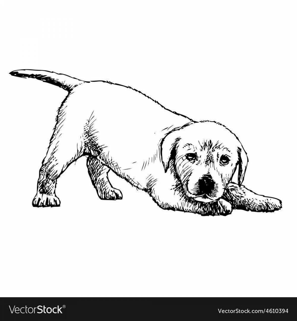 Coloring page affectionate labrador puppy