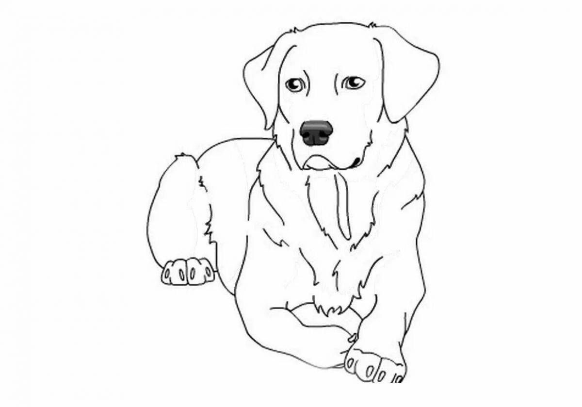 Coloring puppy of a soft labrador