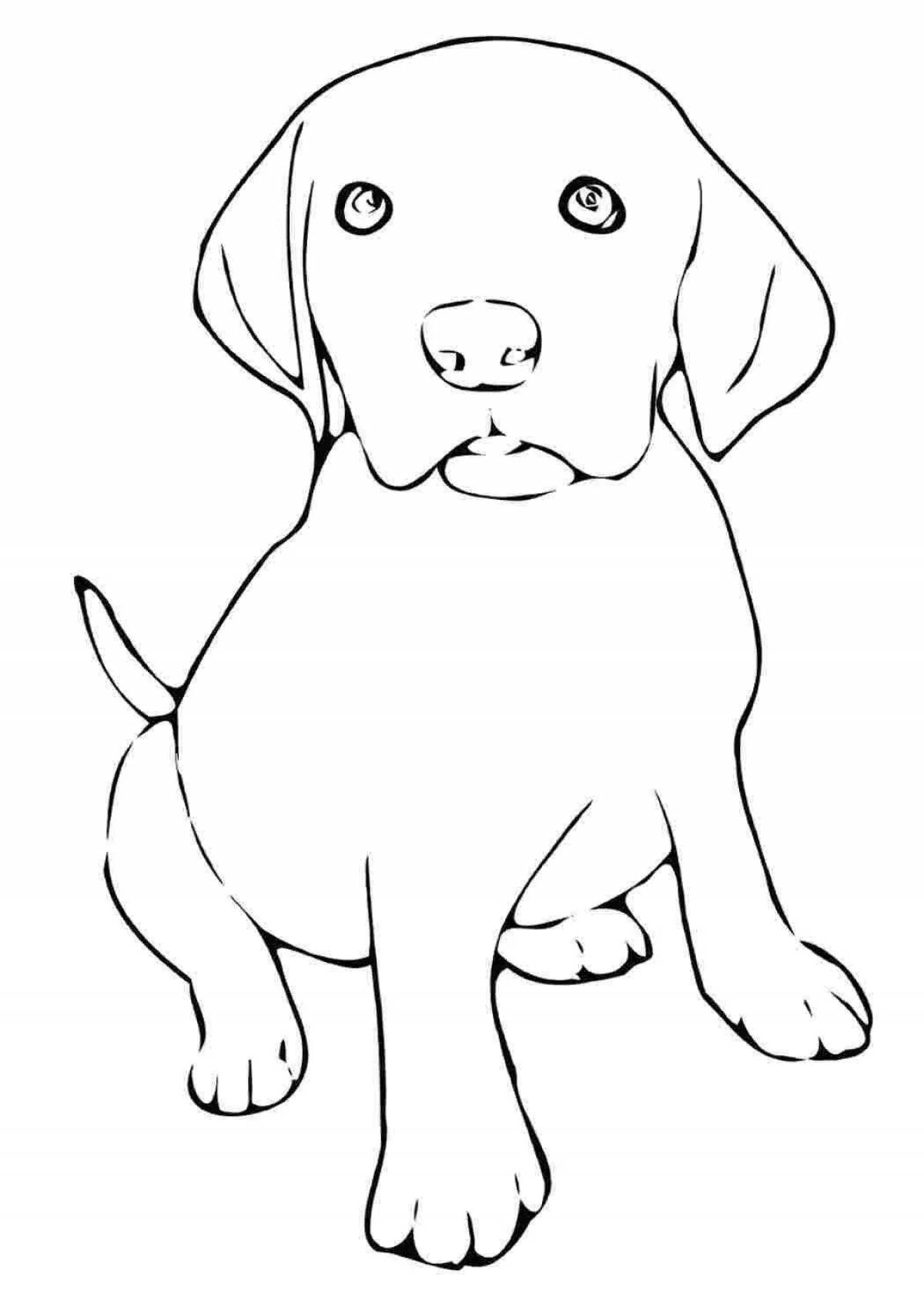 Labrador puppy #1