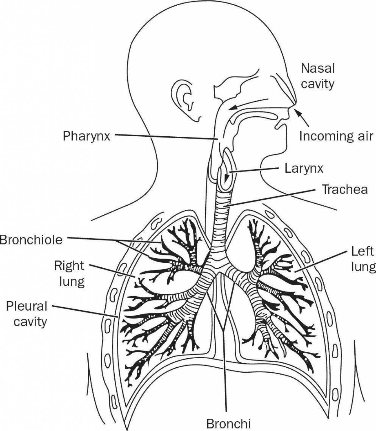 Дыхательная система анатомия