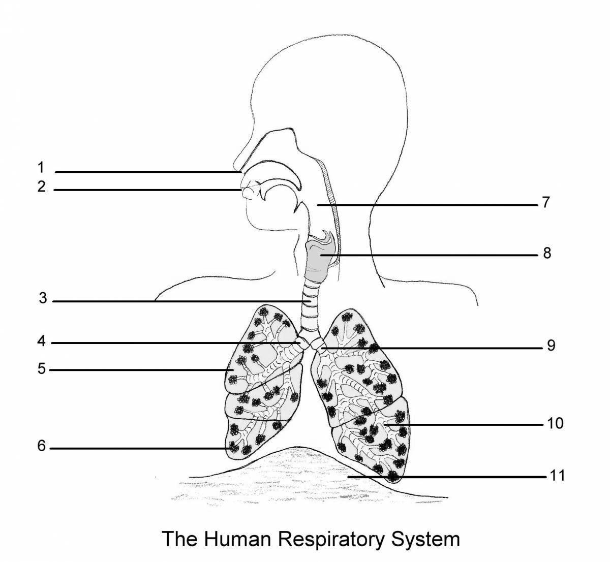 Дыхательная система картинки