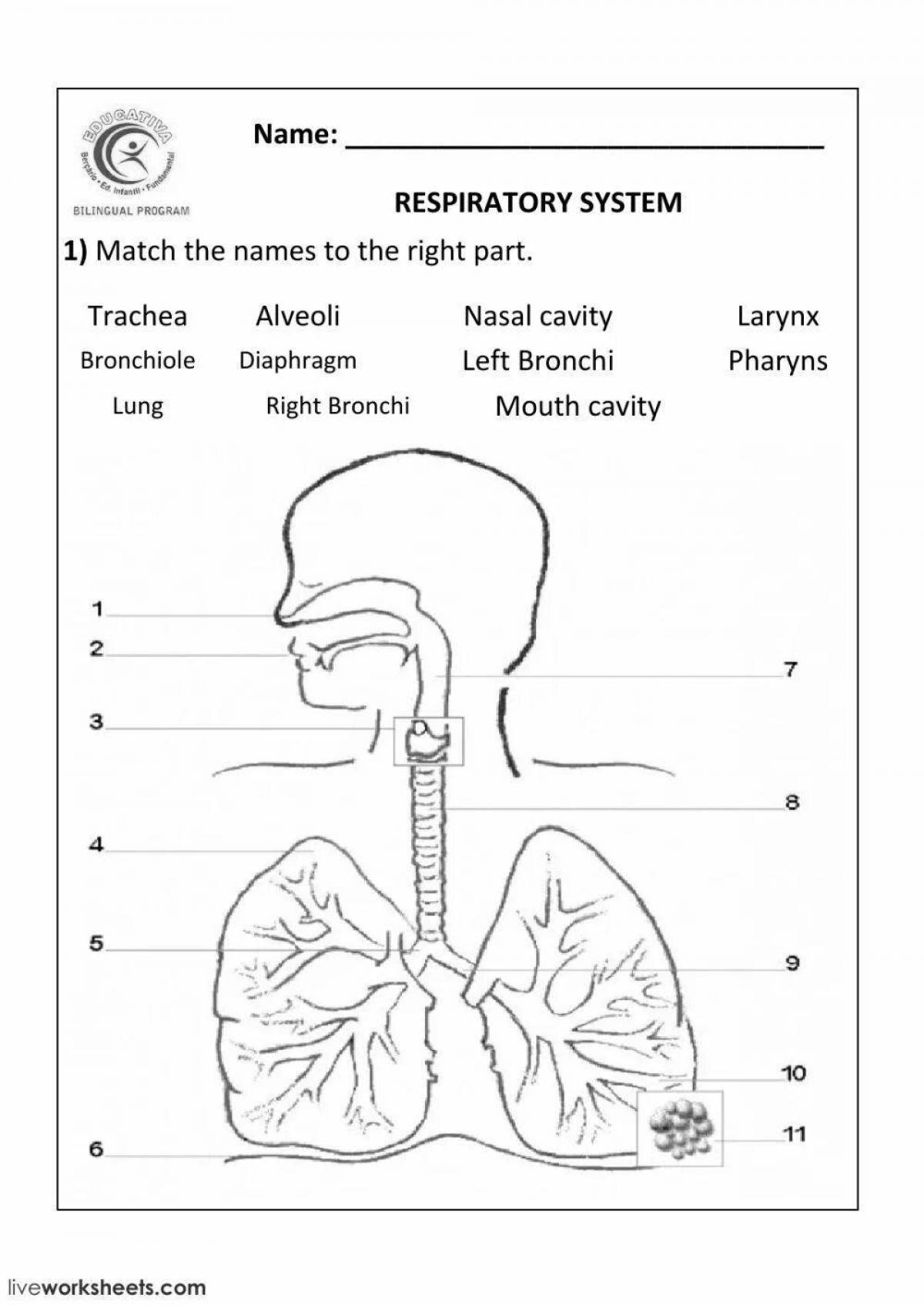 Right parts. Дыхательная система человека. Respiratory System Worksheet. Parts of the Respiratory System naming. Дыхательная система схема на английском.