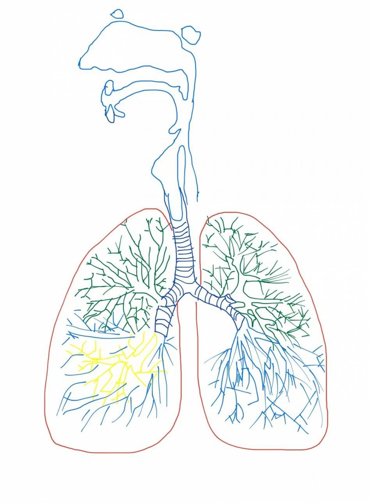 Легкие человека рисунки. Дыхательная система человека. Рисунок легких человека. Дыхательная система лёгкие.