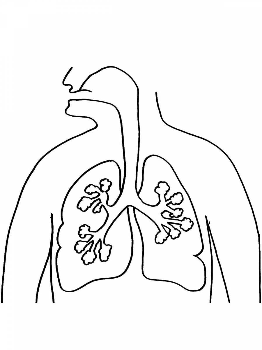 Как нарисовать дыхательную систему