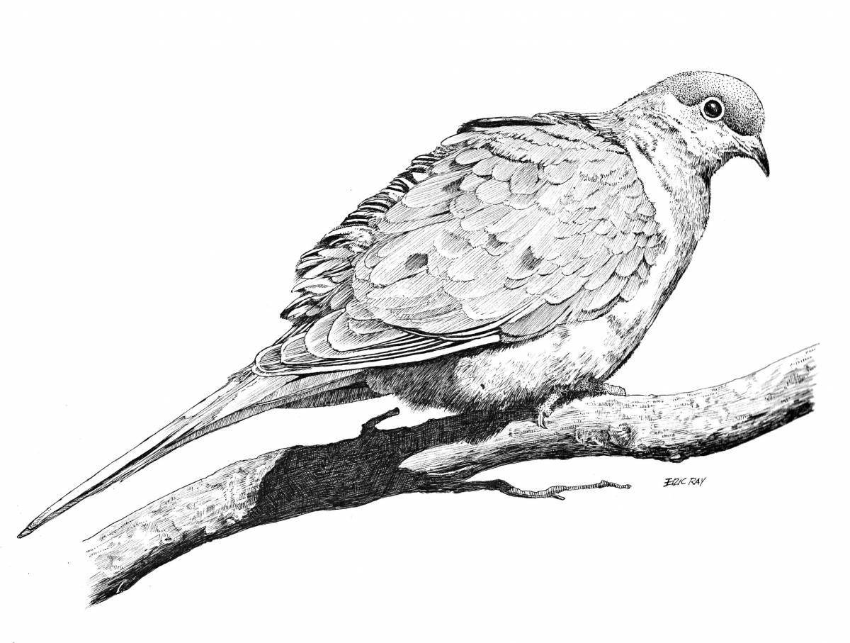 Majestic passenger pigeon coloring page