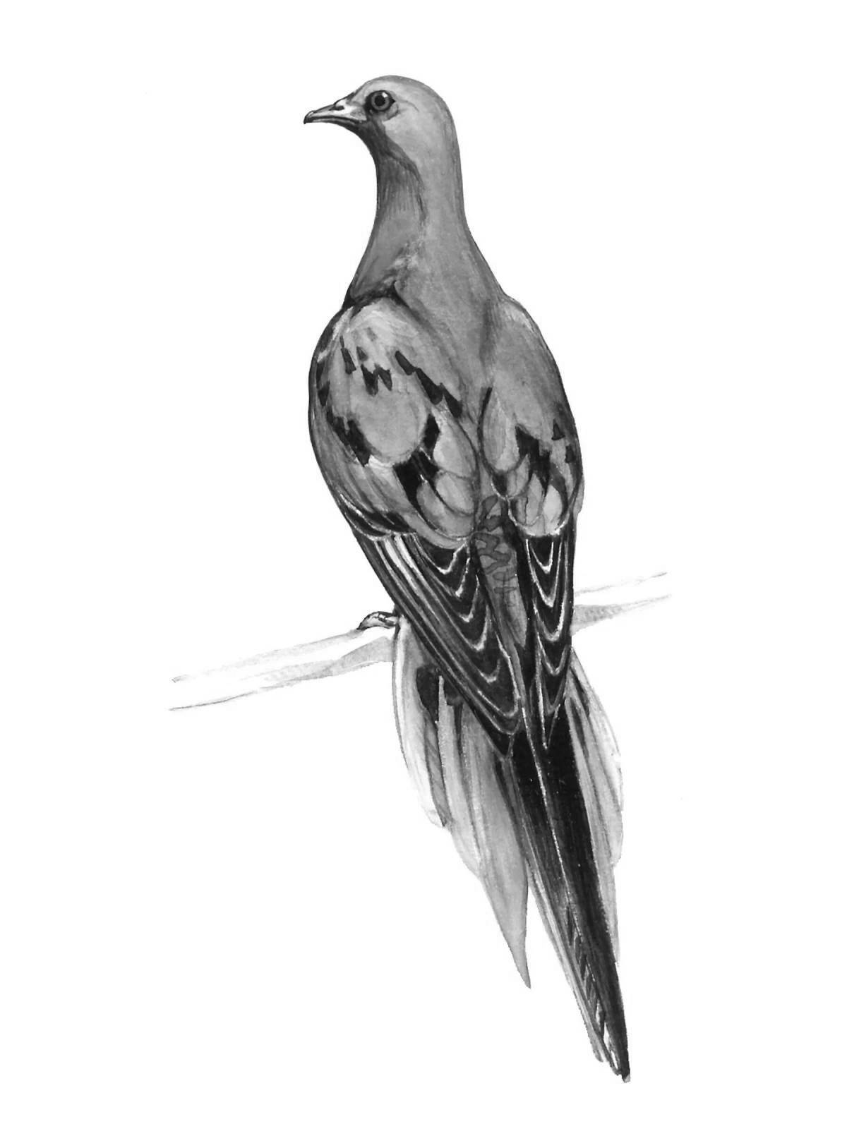 Colorful coloring of a passenger pigeon