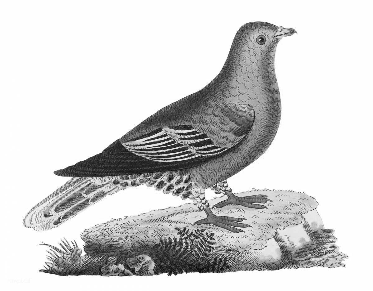 Sparkly coloring passenger pigeon
