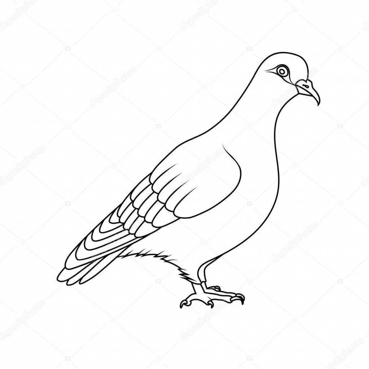 Glorious coloring passenger pigeon