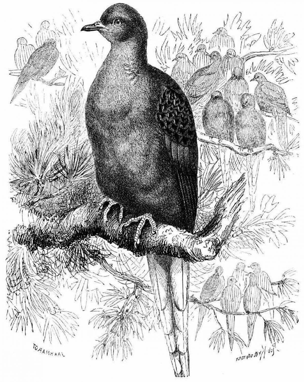 Dazzling passenger pigeon coloring book