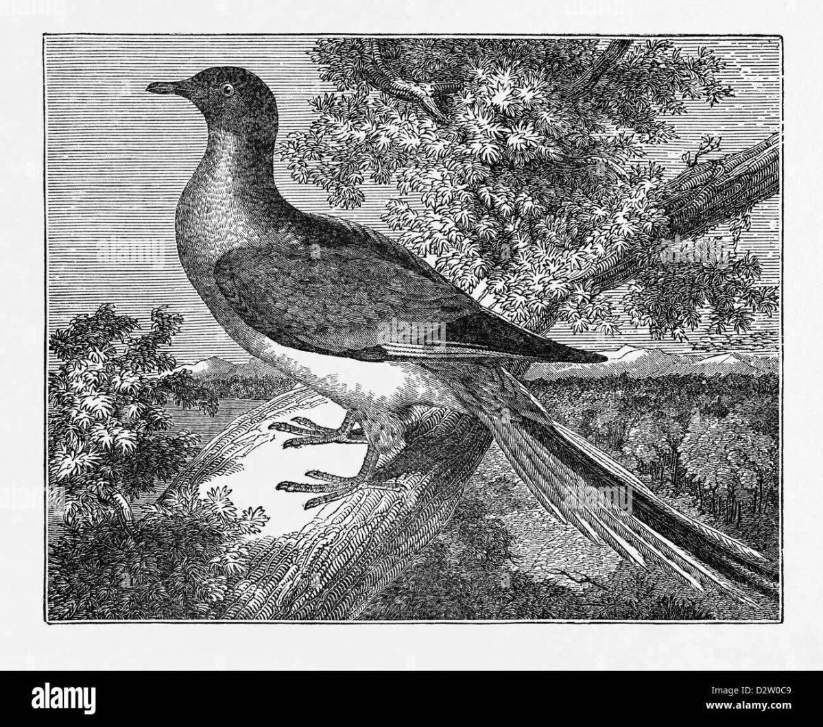 Passenger pigeon grand coloring page