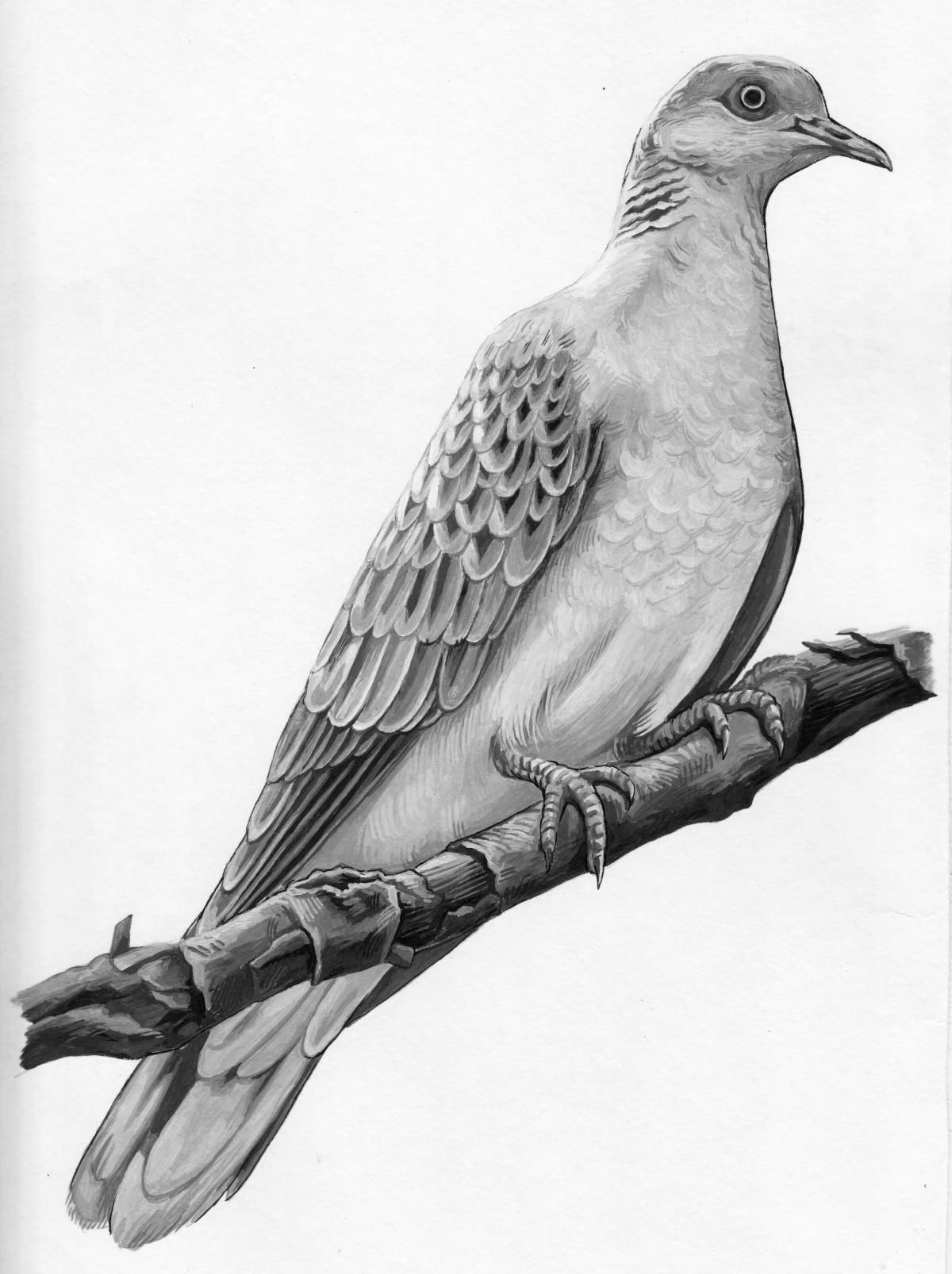 Elegant passenger pigeon coloring book