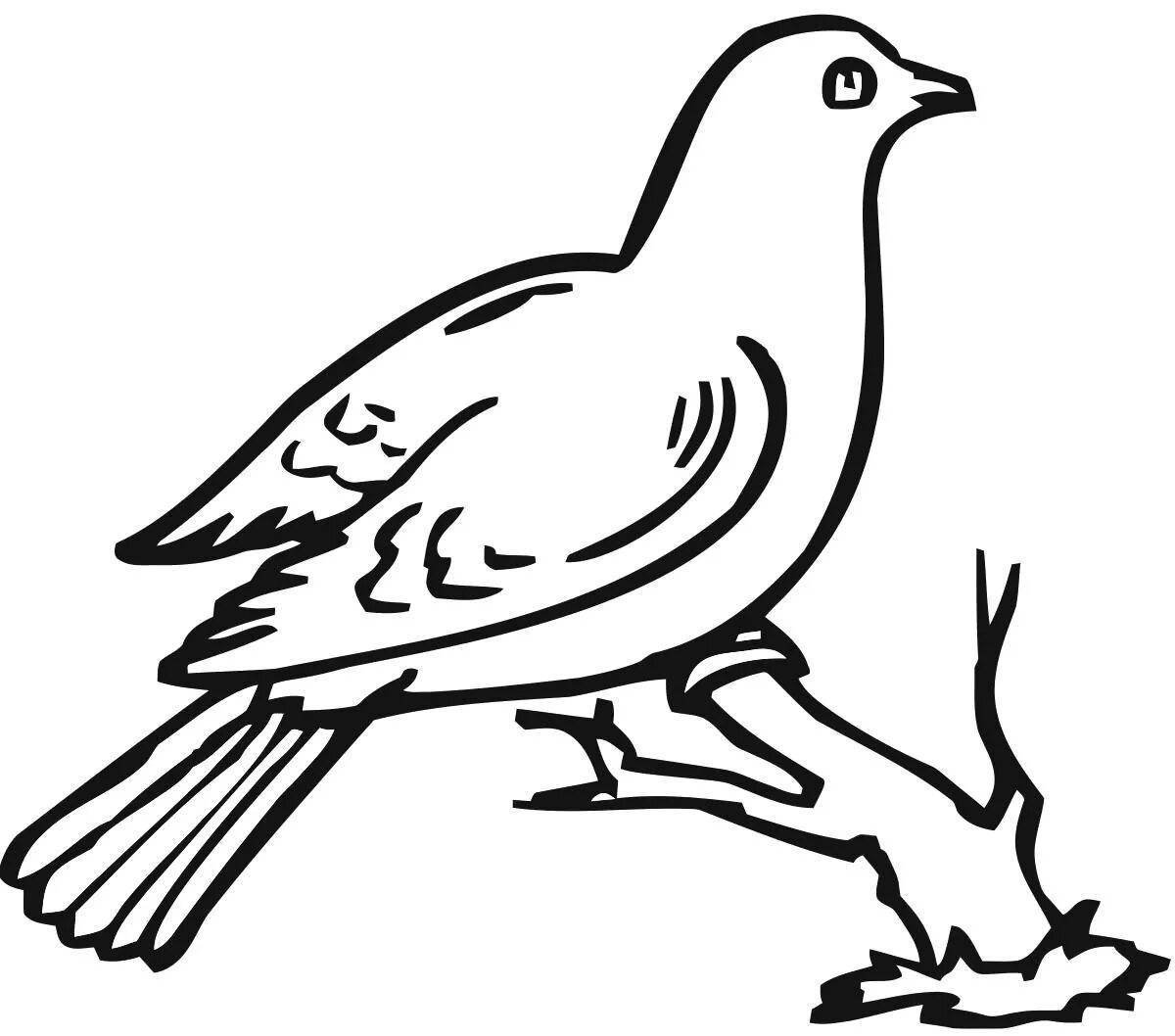 Playful coloring book pigeon
