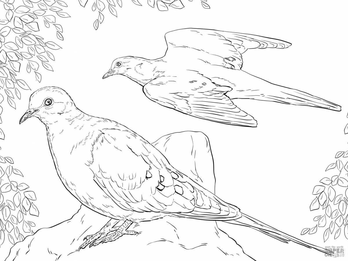 Live coloring passenger pigeon
