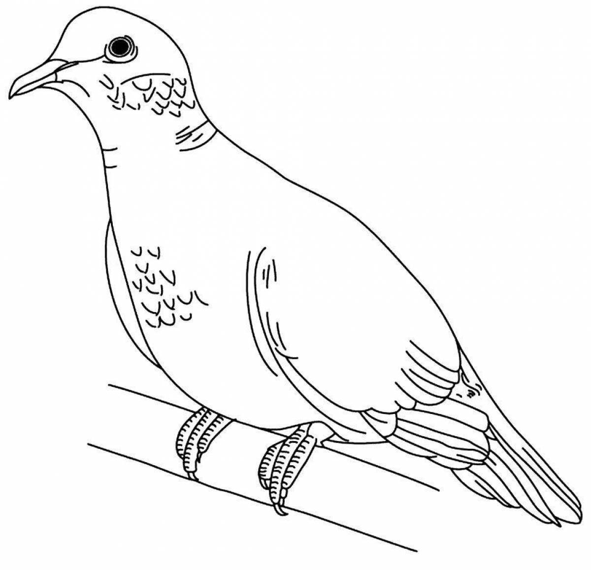 Live coloring passenger pigeon