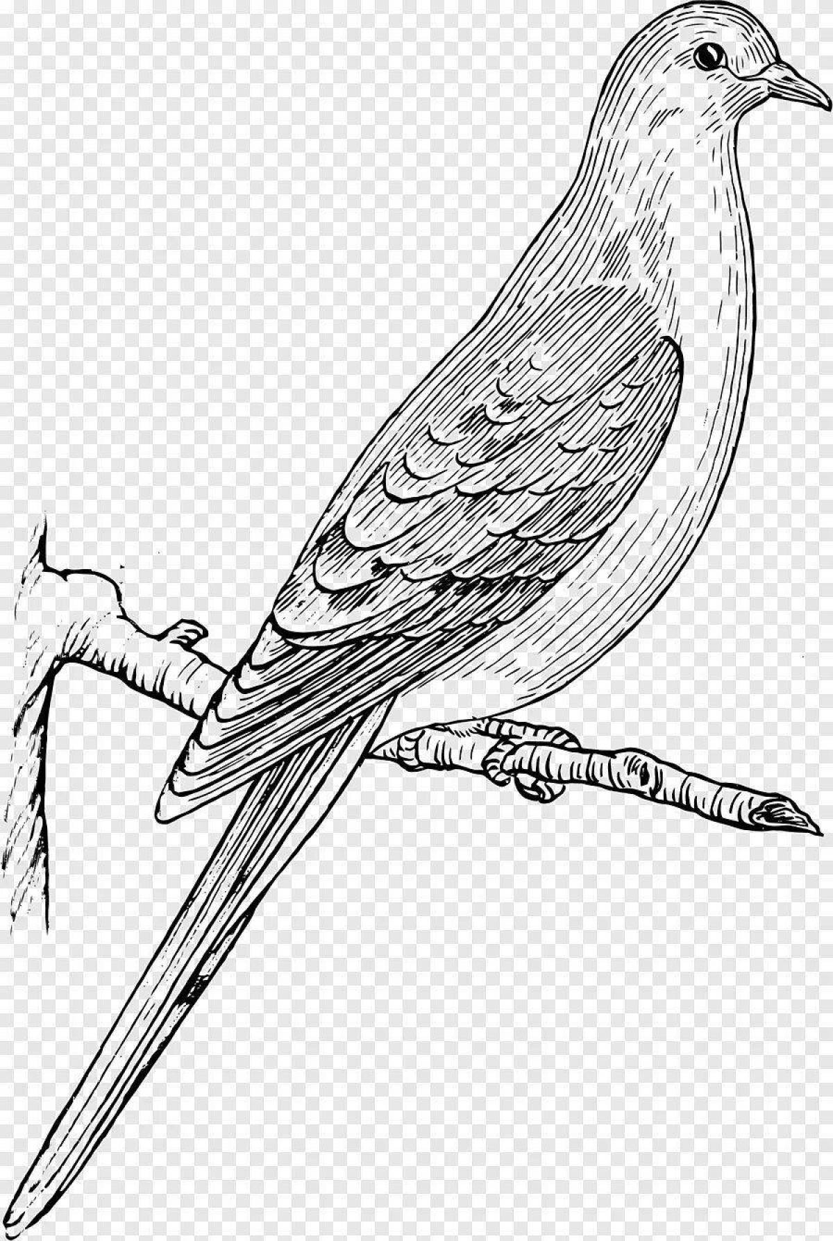 Animated coloring book passenger pigeon