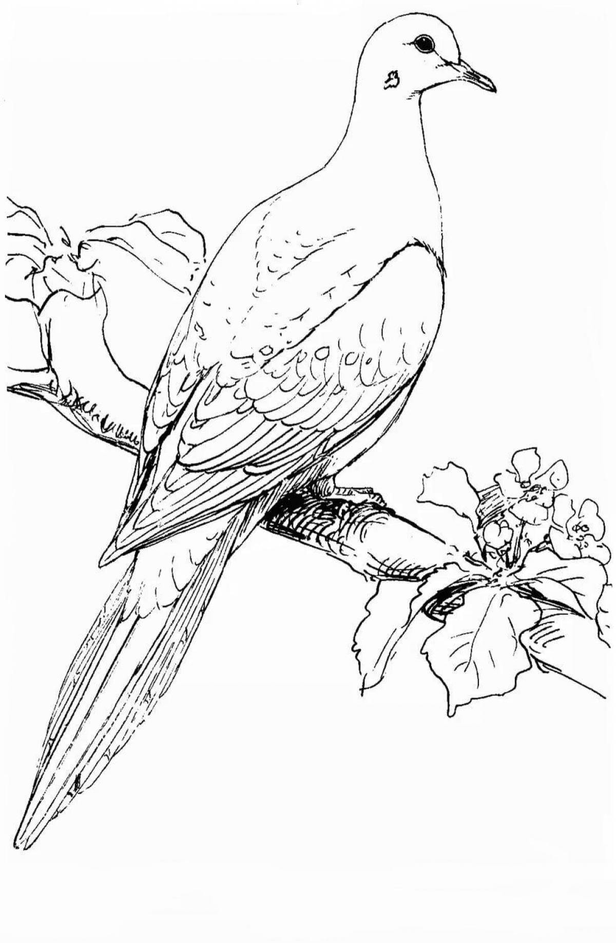 Fun coloring book passenger pigeon