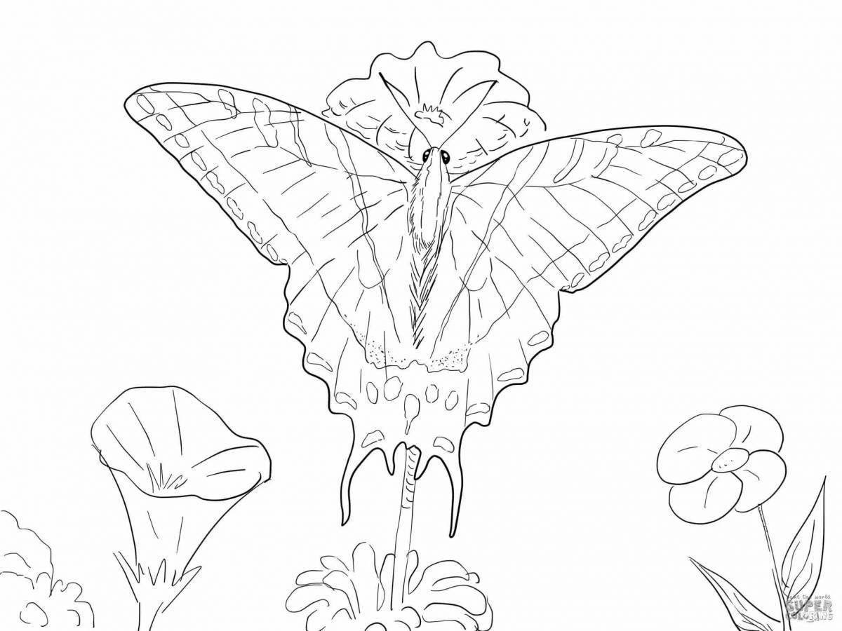 Delightful mothra butterfly coloring book