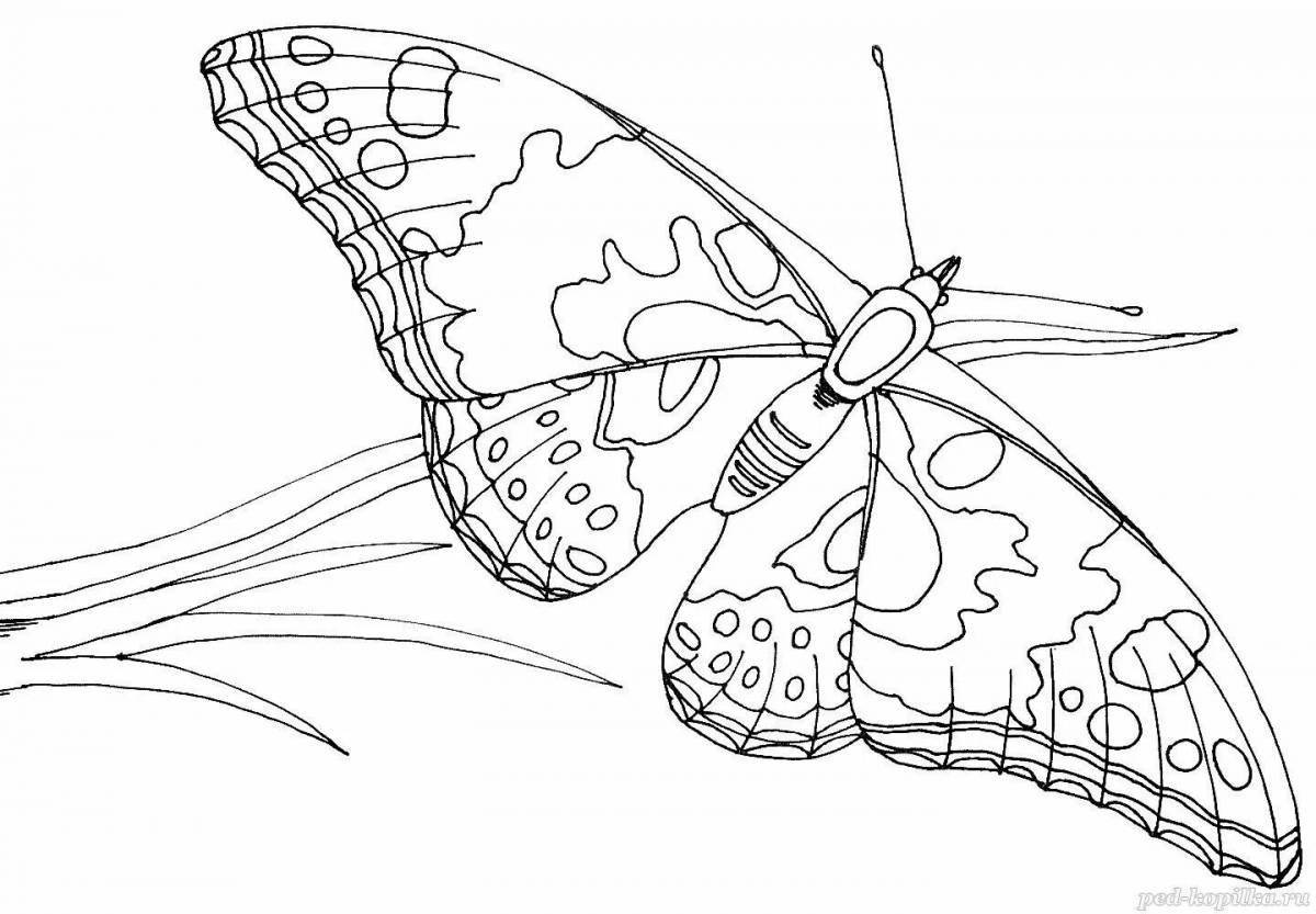 Beautiful mothra butterfly coloring book