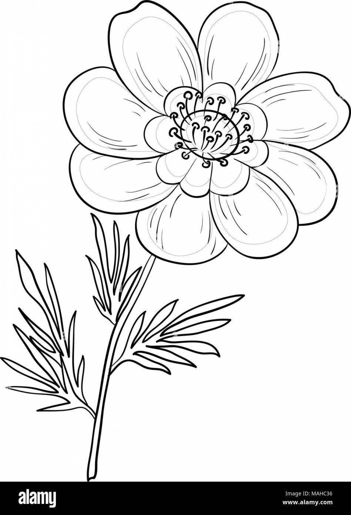Раскраска очаровательный цветок лазорика