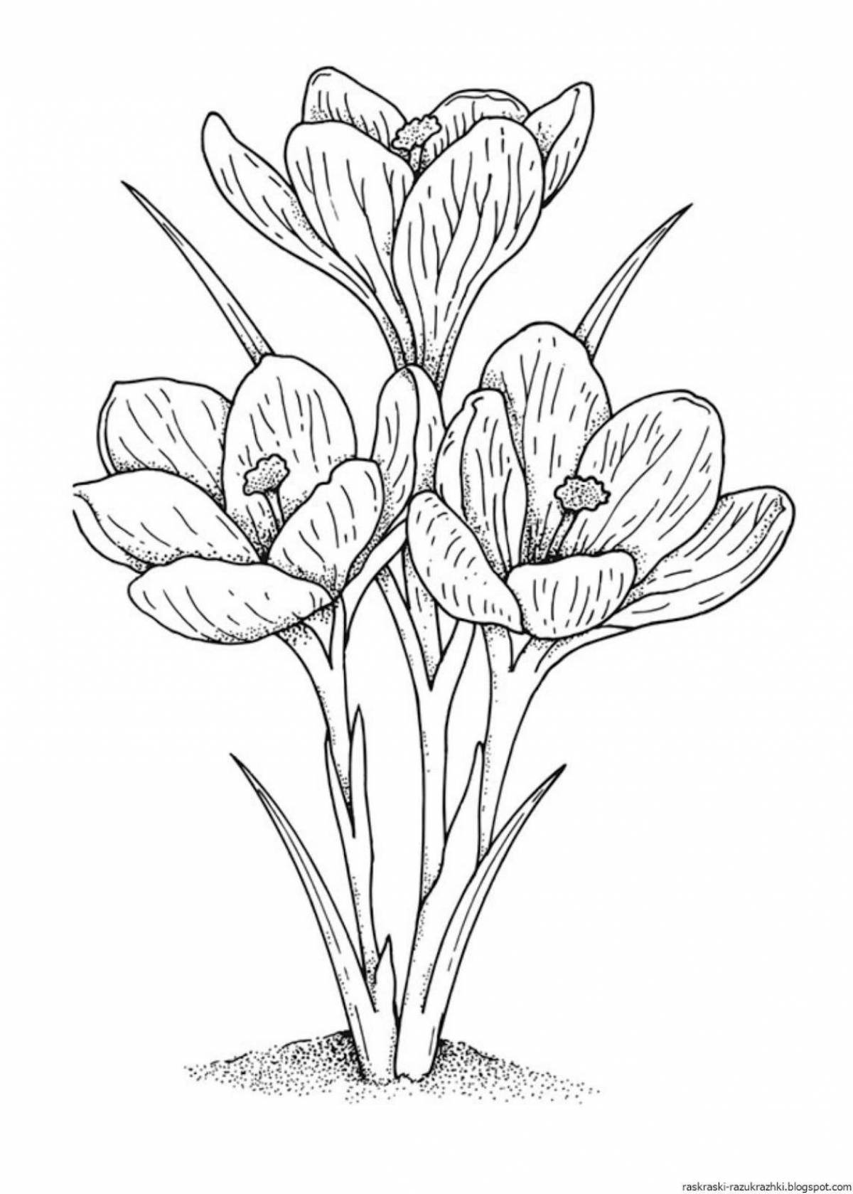 Colouring merry primrose corydalis