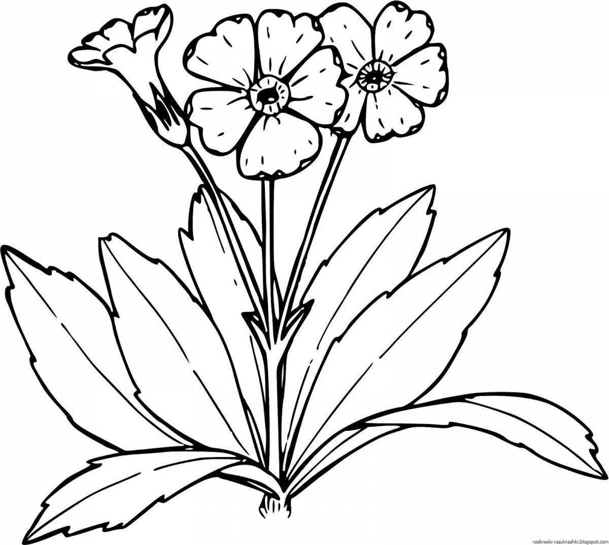 Coloring page holiday primrose corydalis