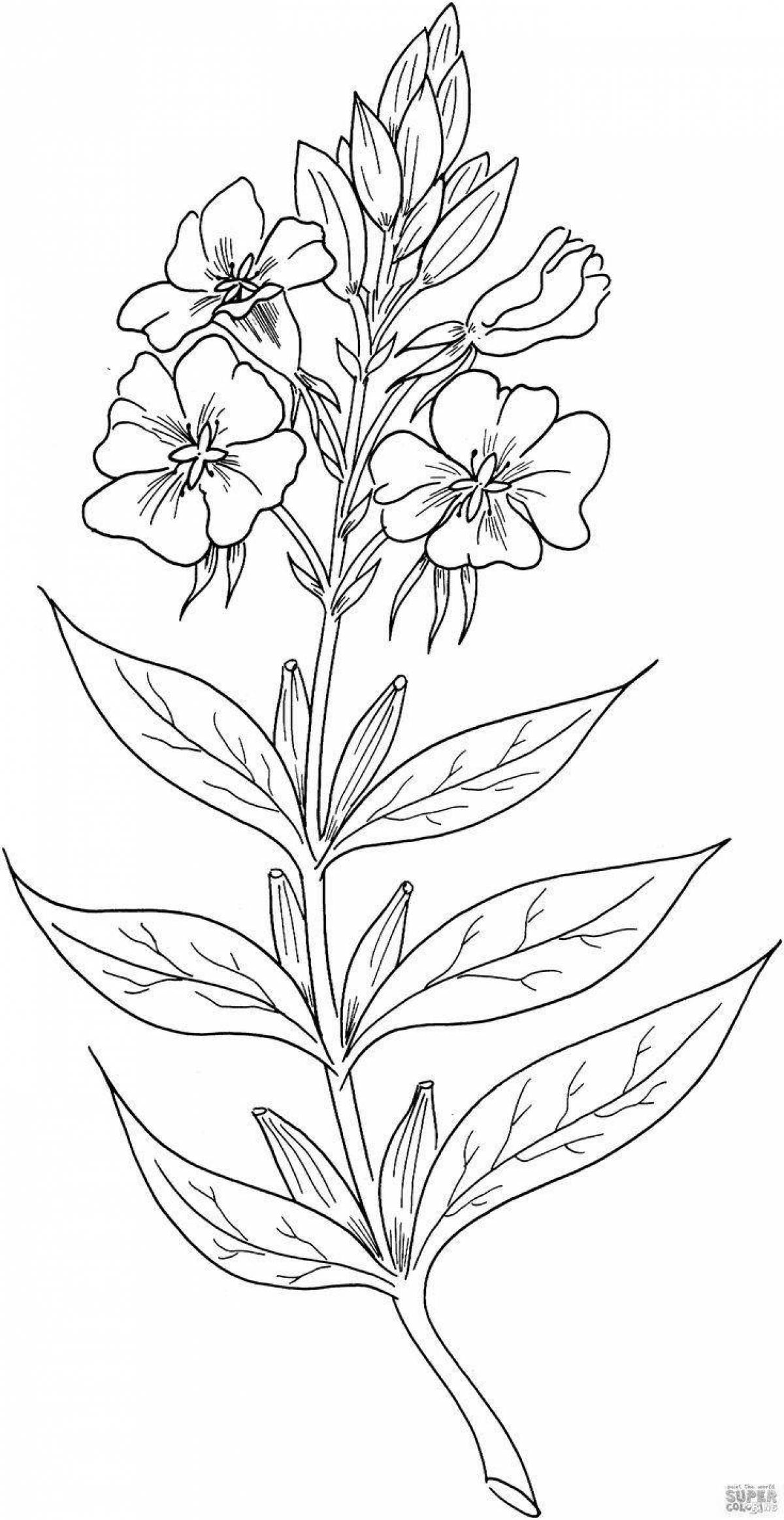 Rampant primrose coloring corydalis
