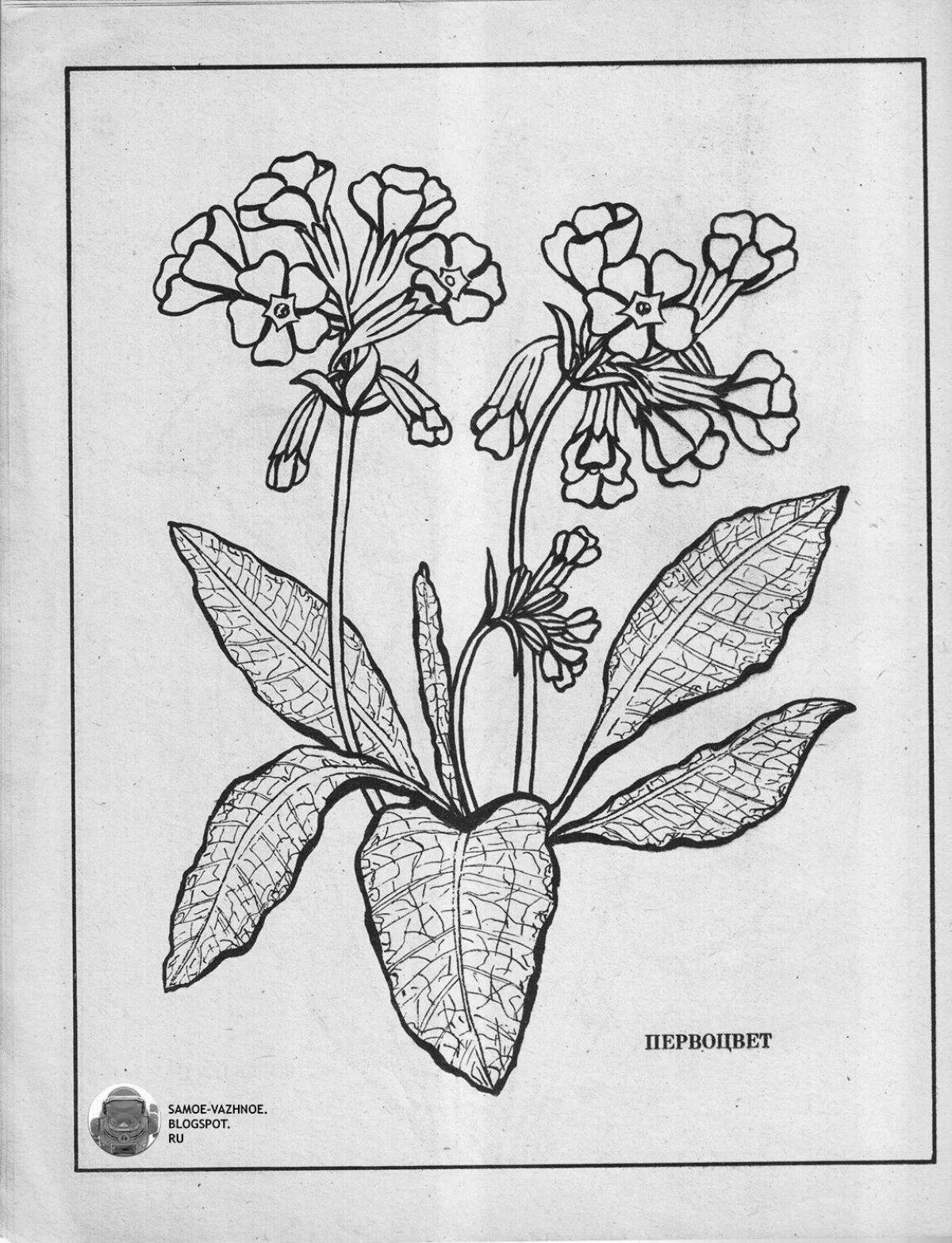 Анимированная раскраска corydalis primrose coloring page