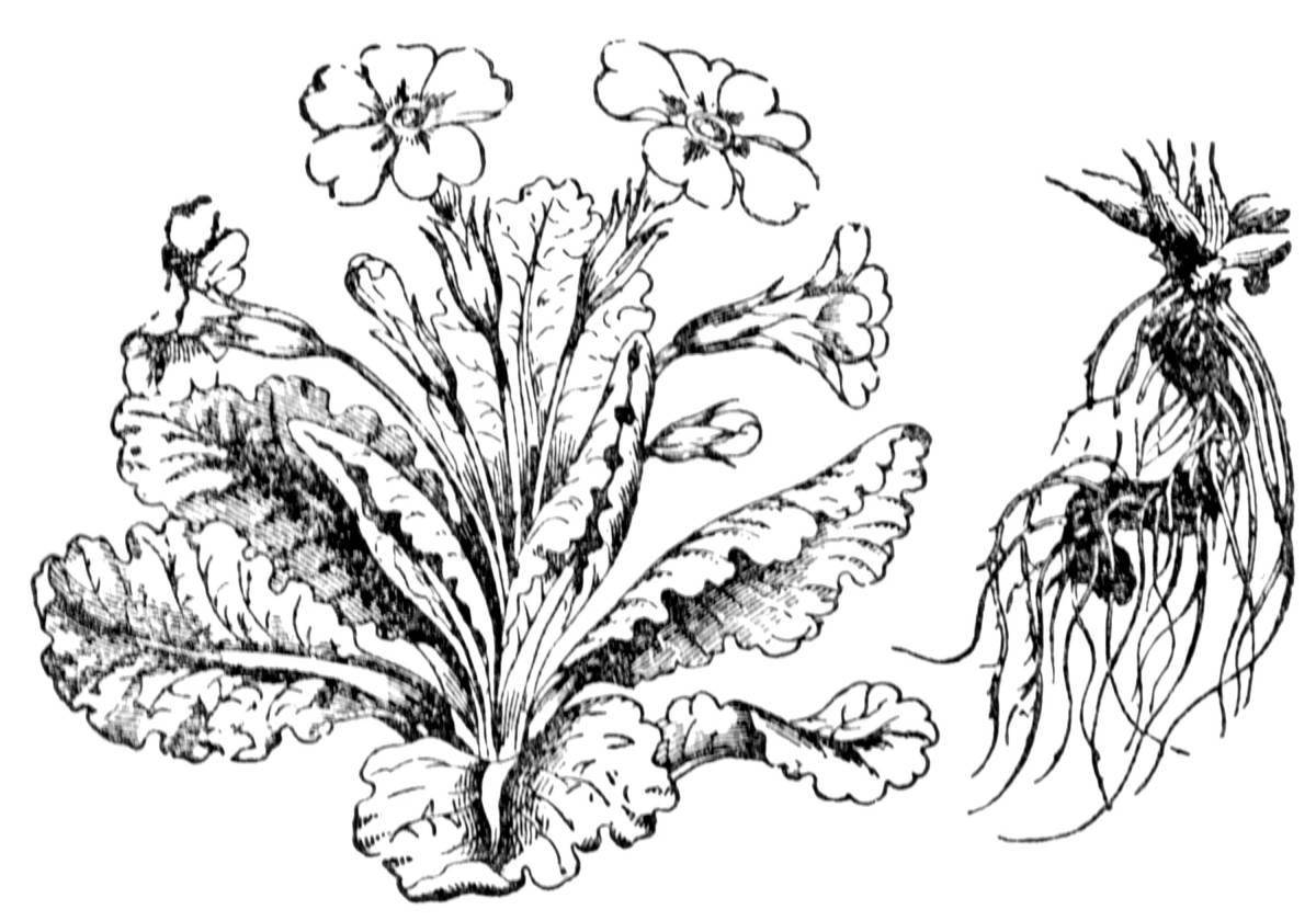 Colouring primrose corydalis