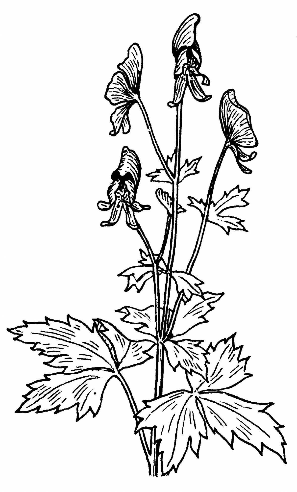 Corydalis alluring primrose coloring page