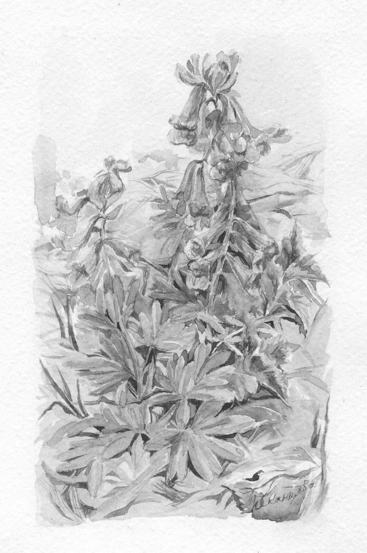 Coloring page delightful primrose corydalis