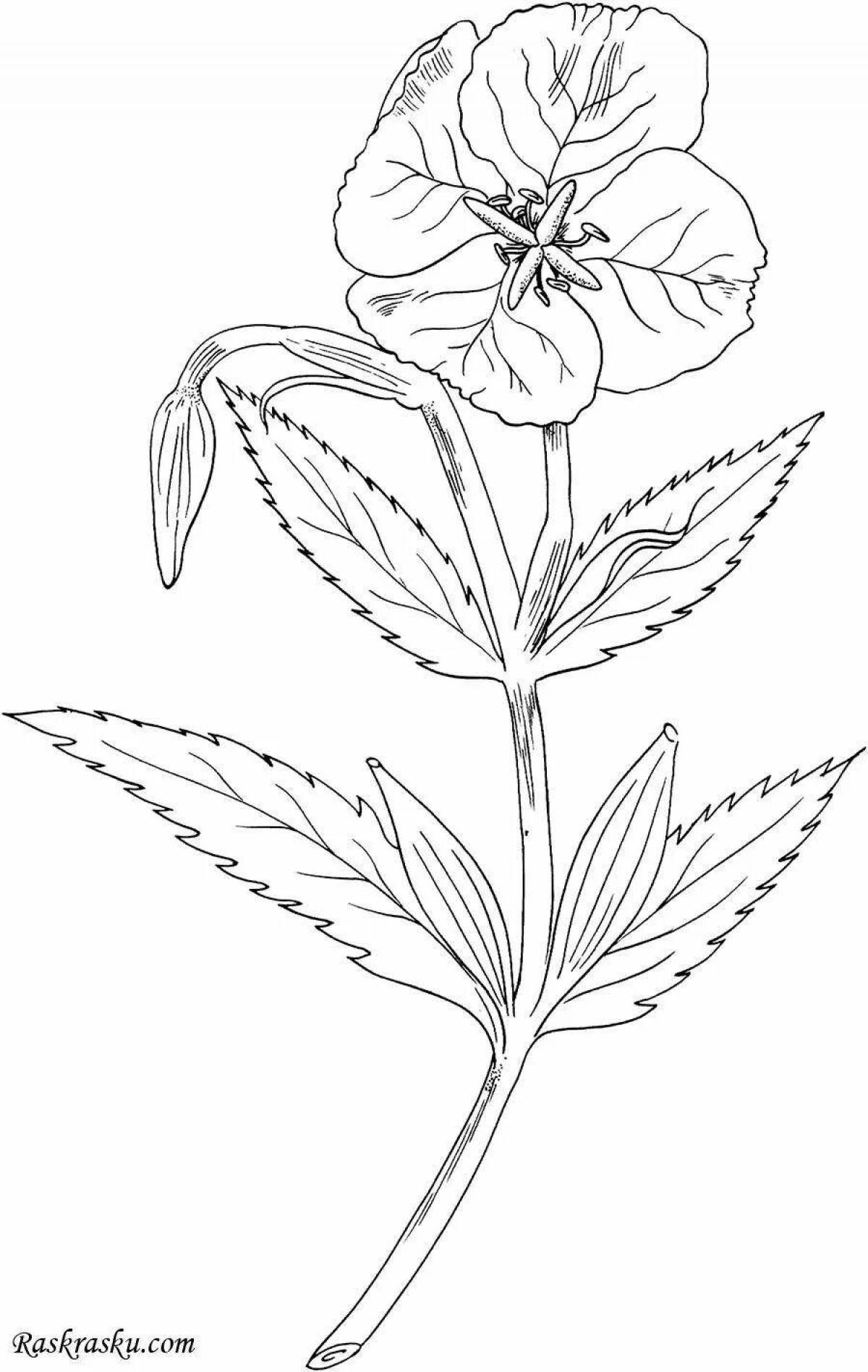 Coloring page beautiful primrose corydalis