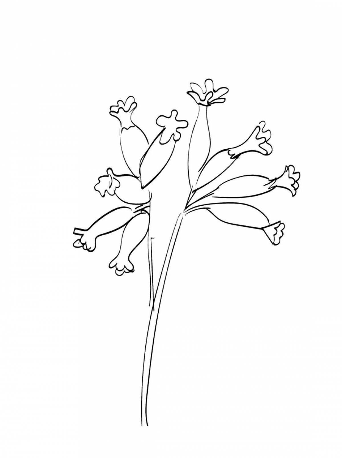 Colouring primrose corydalis