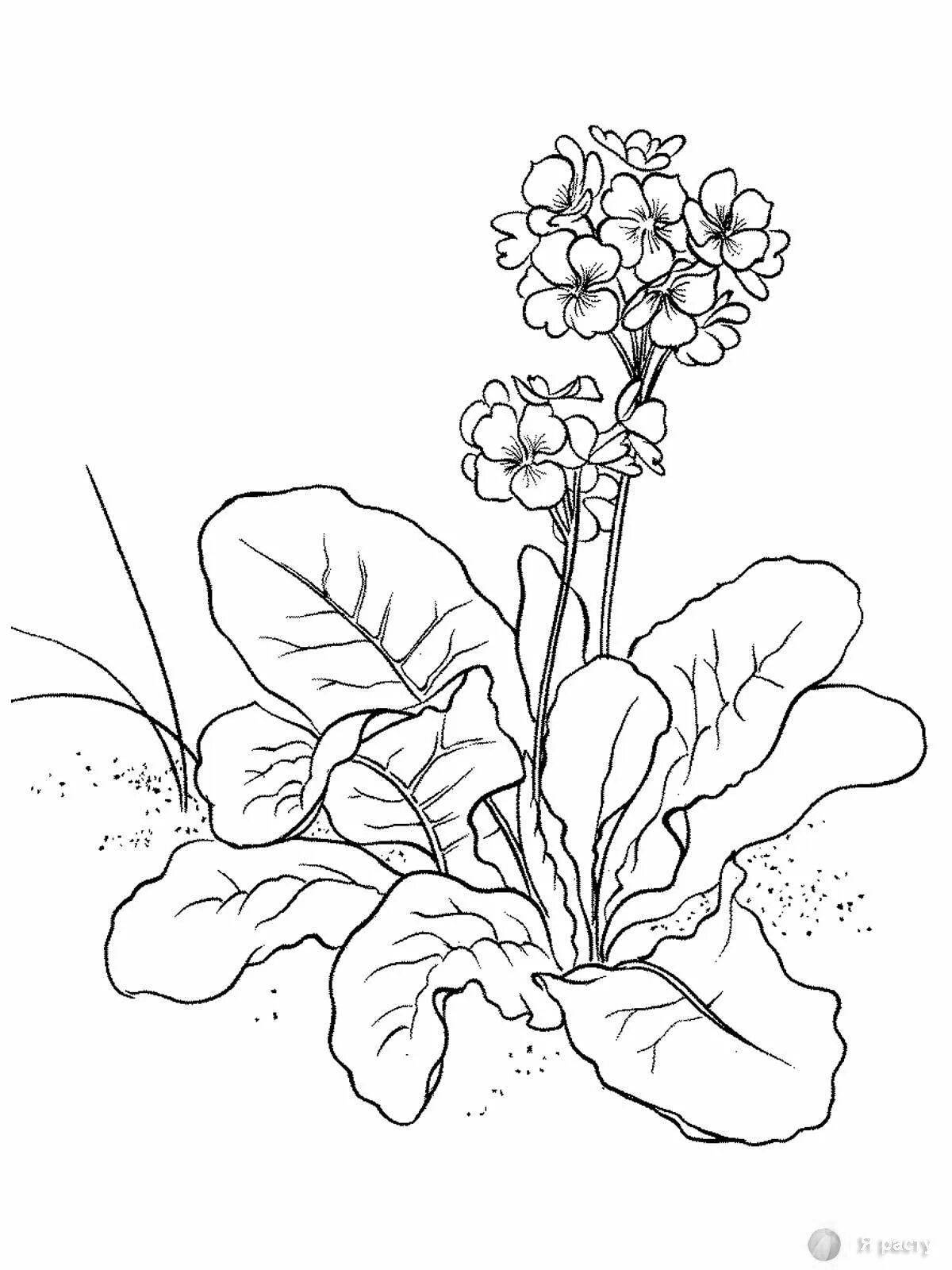 Coloring page beautiful primrose corydalis