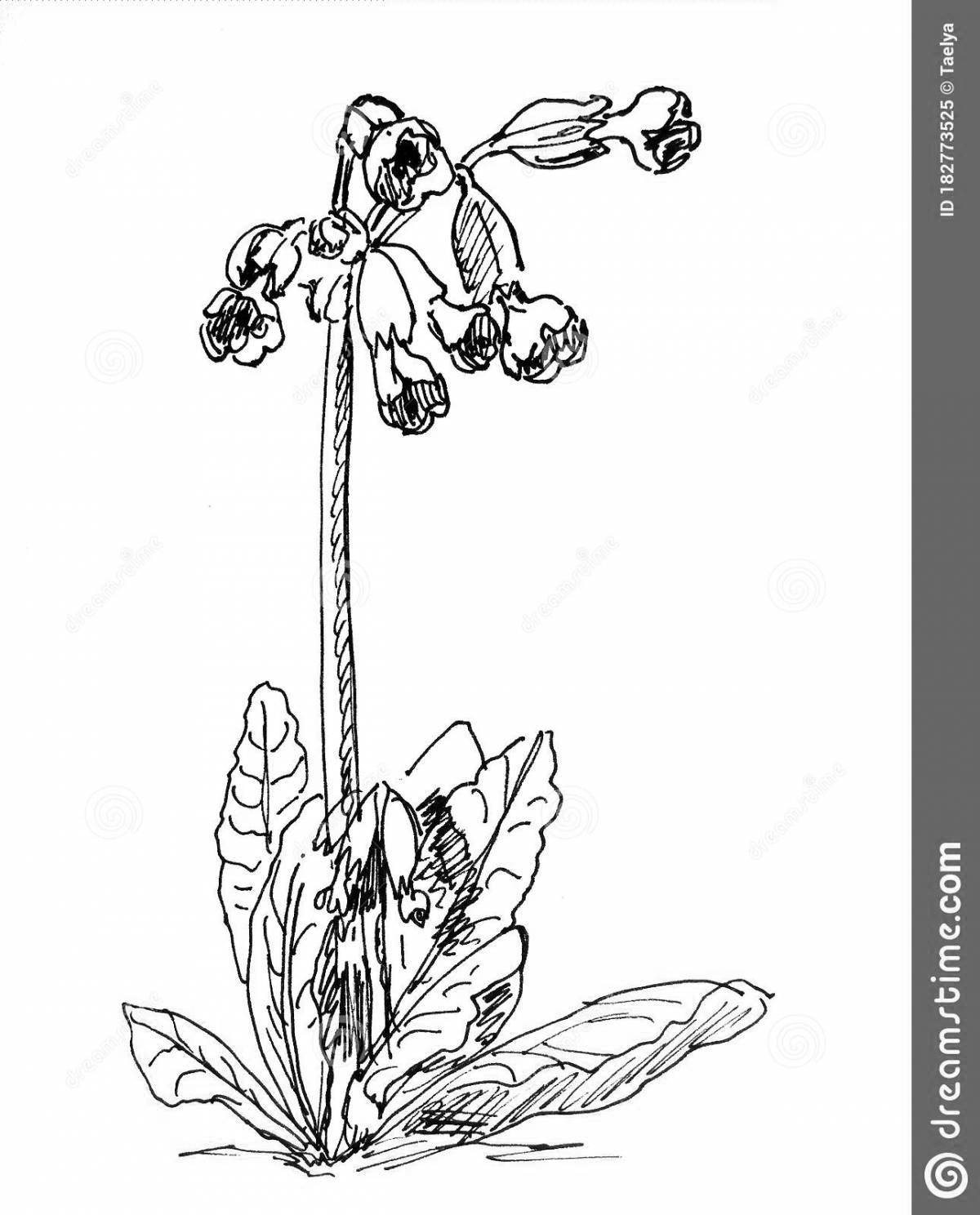 Coloring page elegant primrose corydalis