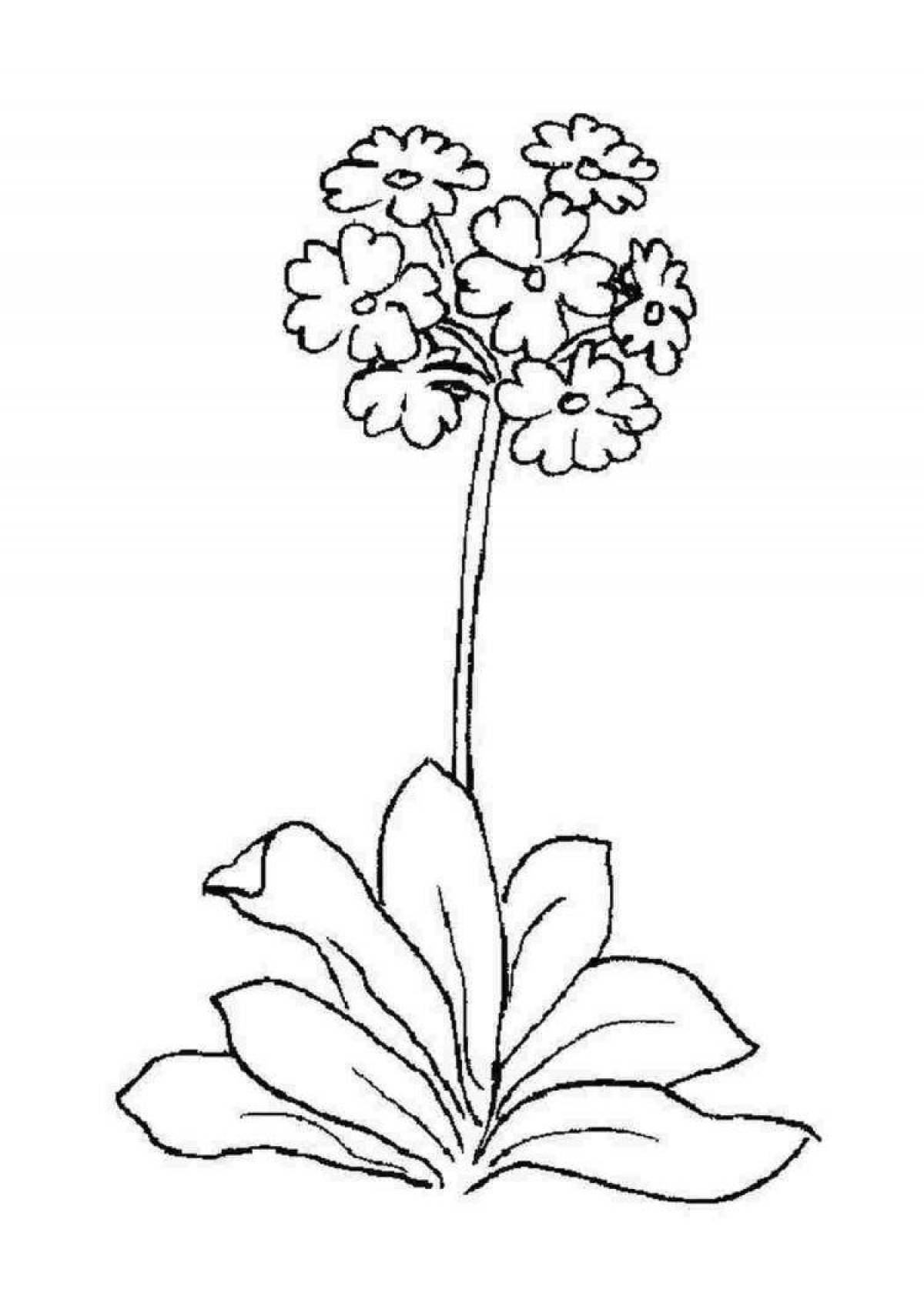 Corydalis dainty primrose coloring page