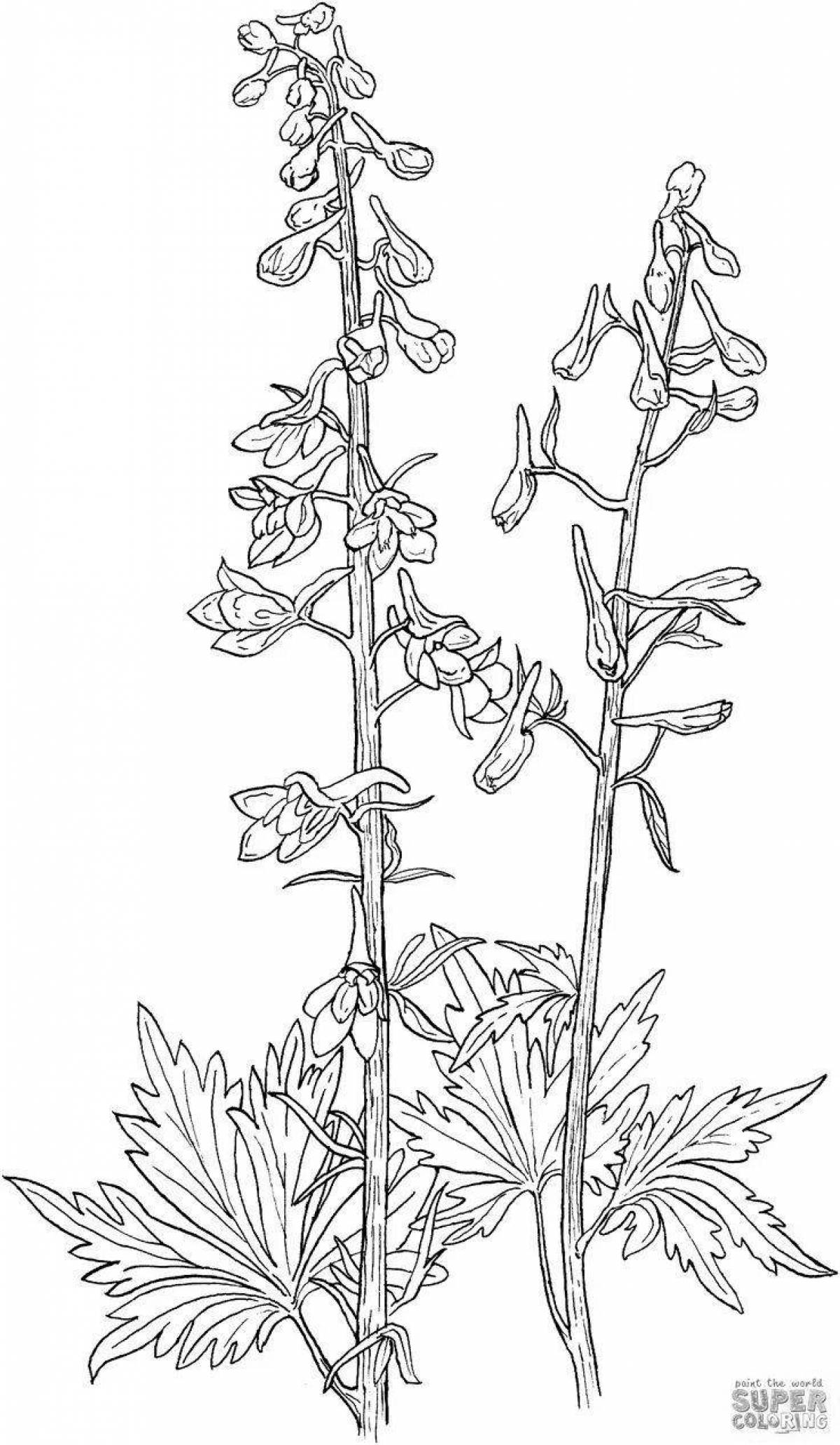 Coloring serene corydalis primrose