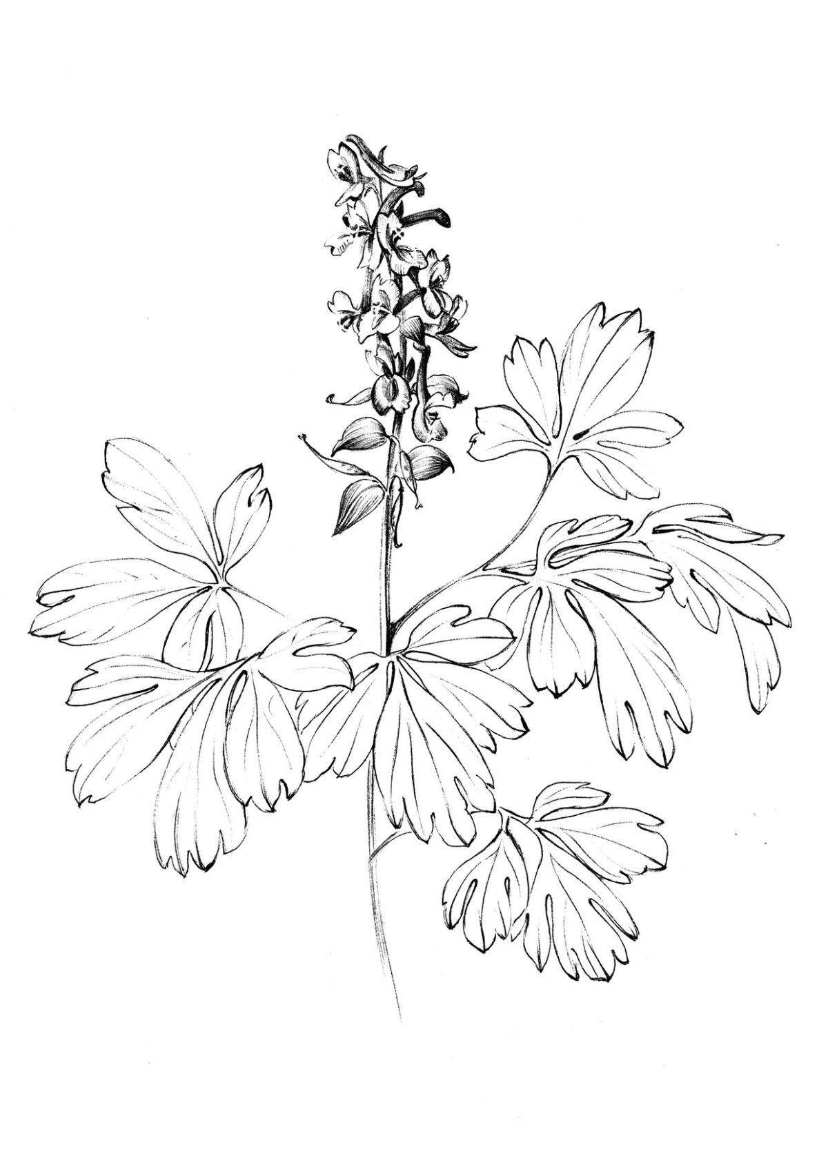 Calming primrose corydalis coloring page