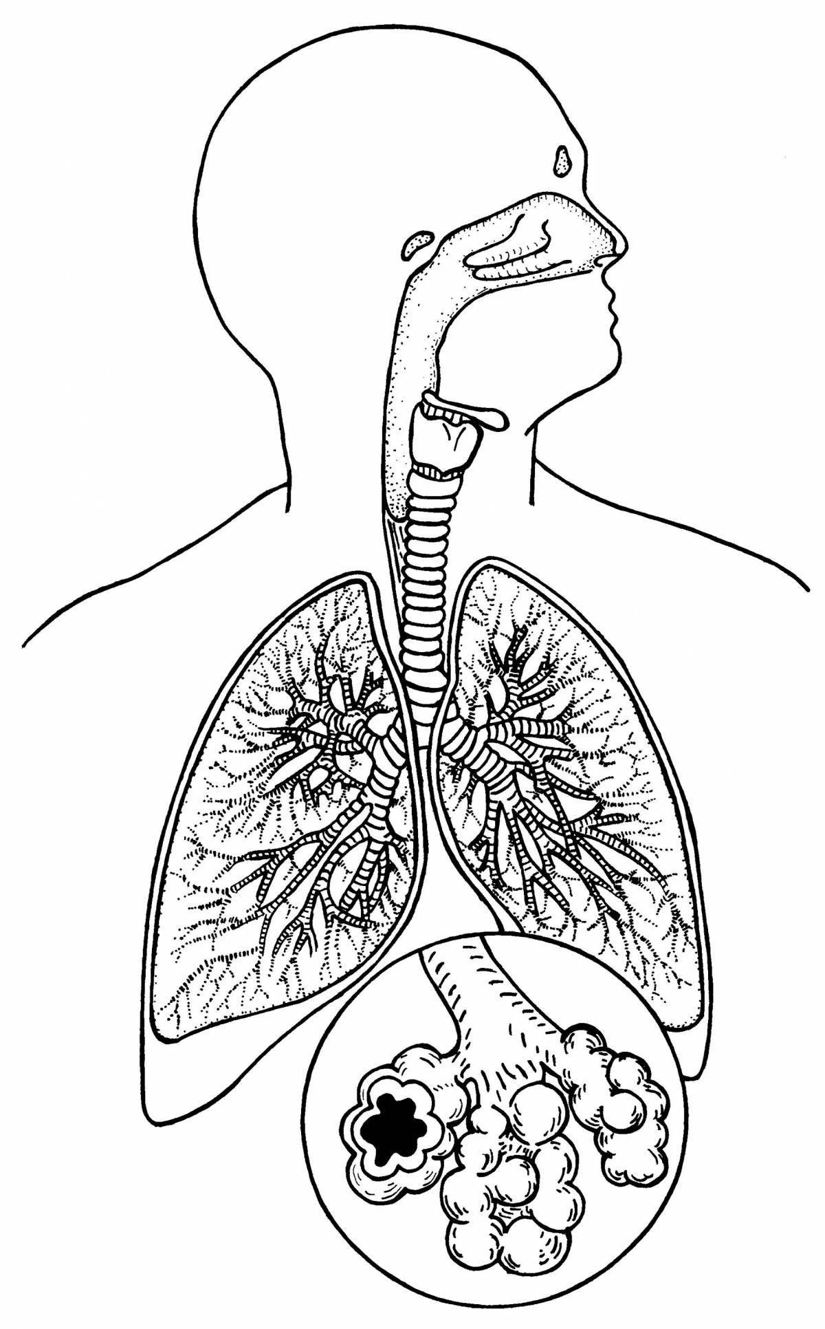 Красочная страница раскраски дыхательной системы