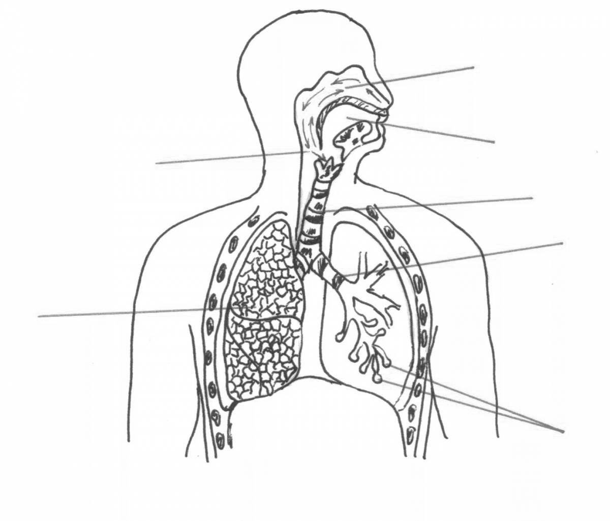 Coloring book bright respiratory system